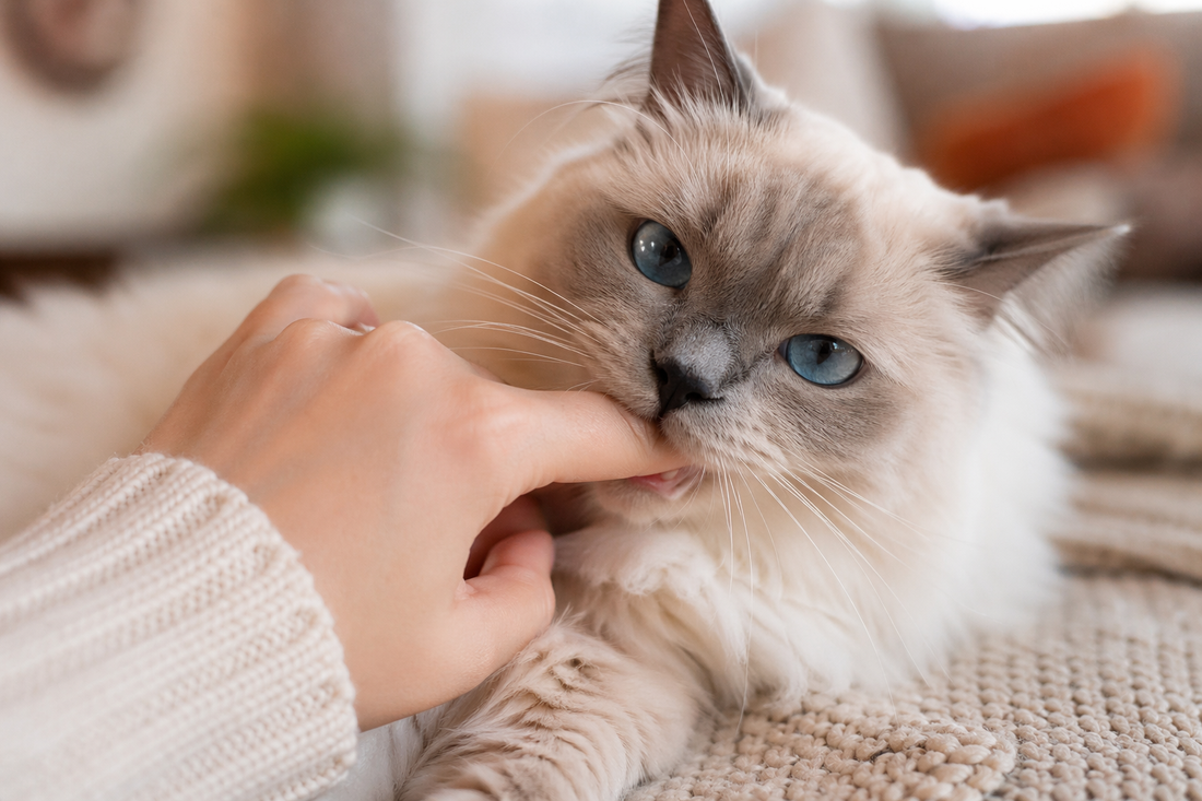 Why Does My Cat Nibble Me? What Love Bites Really Mean